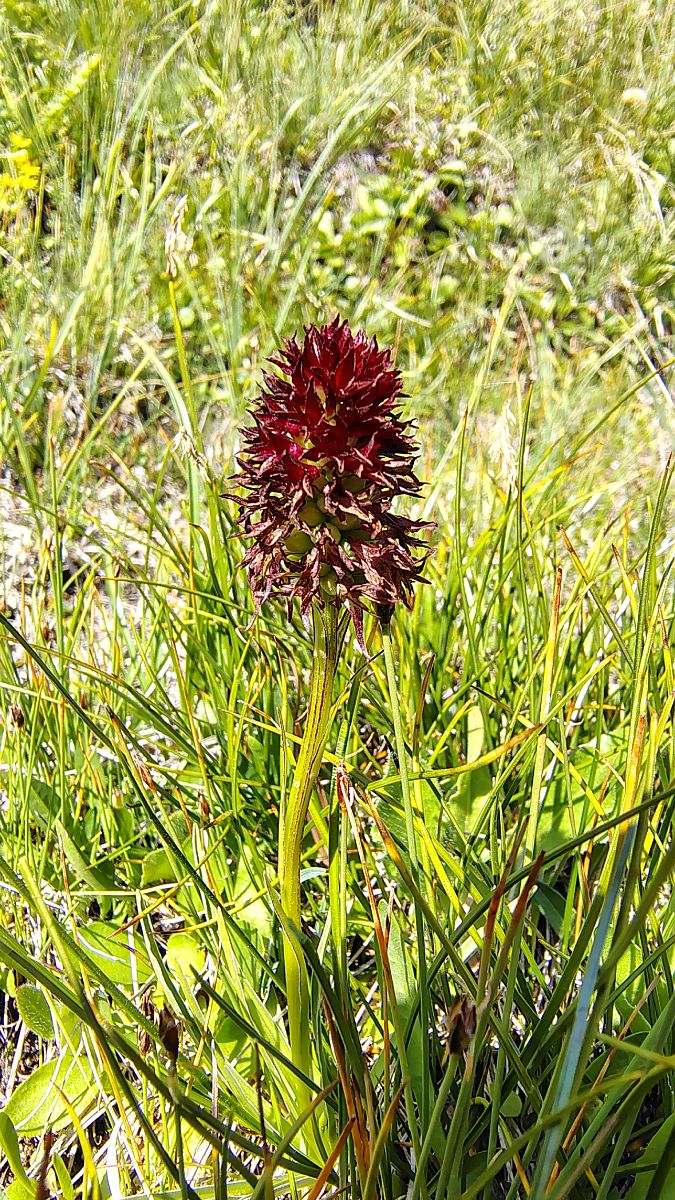 Gymnadenia rhellicani  - Sylvain Barthe
