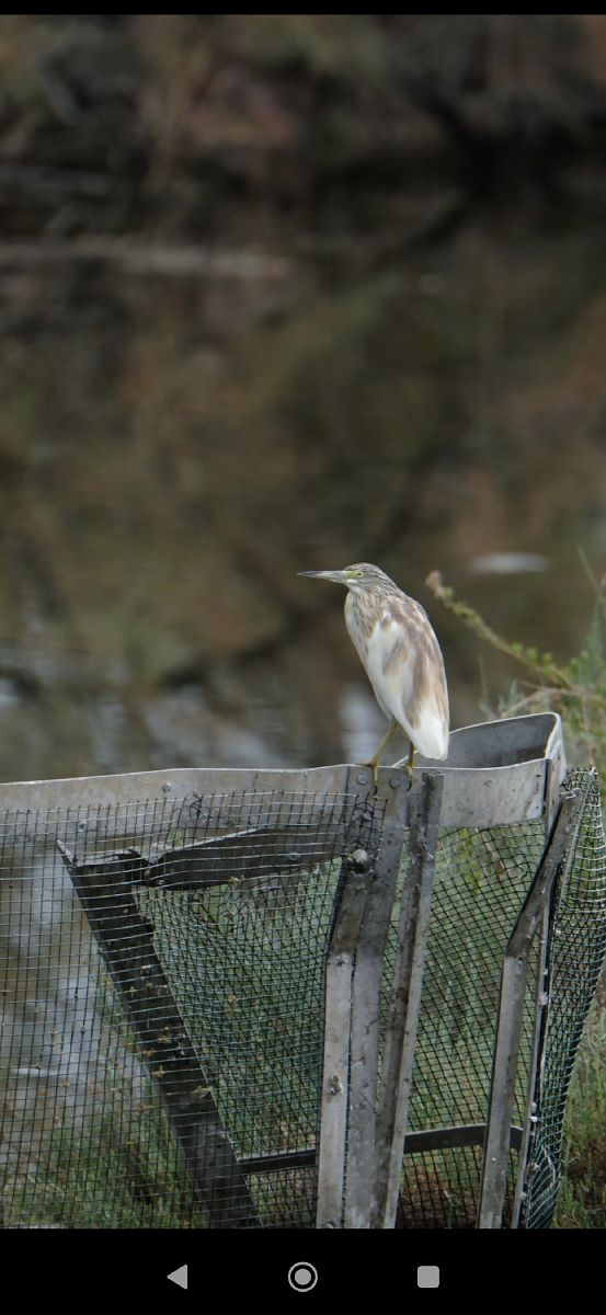 Sgarza ciuffetto  - Elena Squizzato
