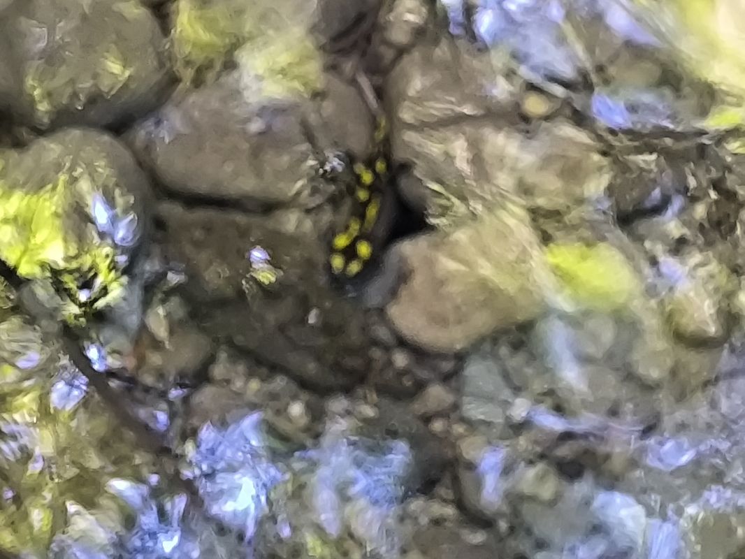 Salamandra pezzata  - Tommaso Campedelli