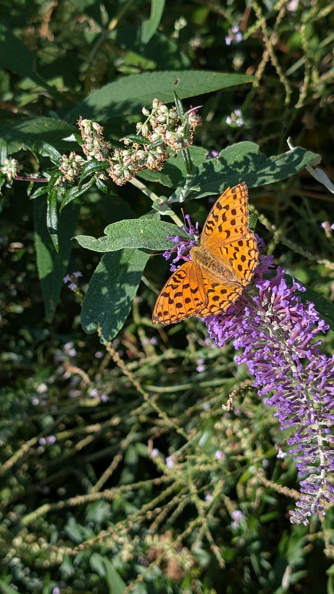 Argynnis paphia  - Massimo Maldifassi