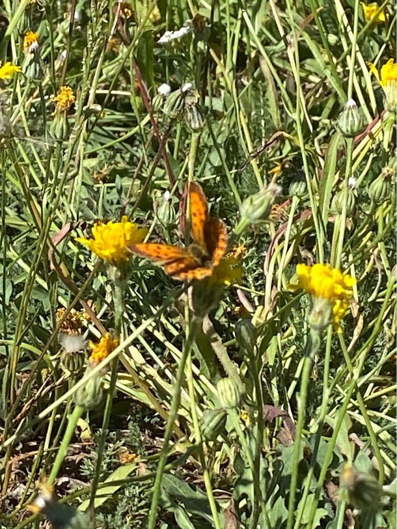 Lycaena virgaureae  - Maria Rita Gelso