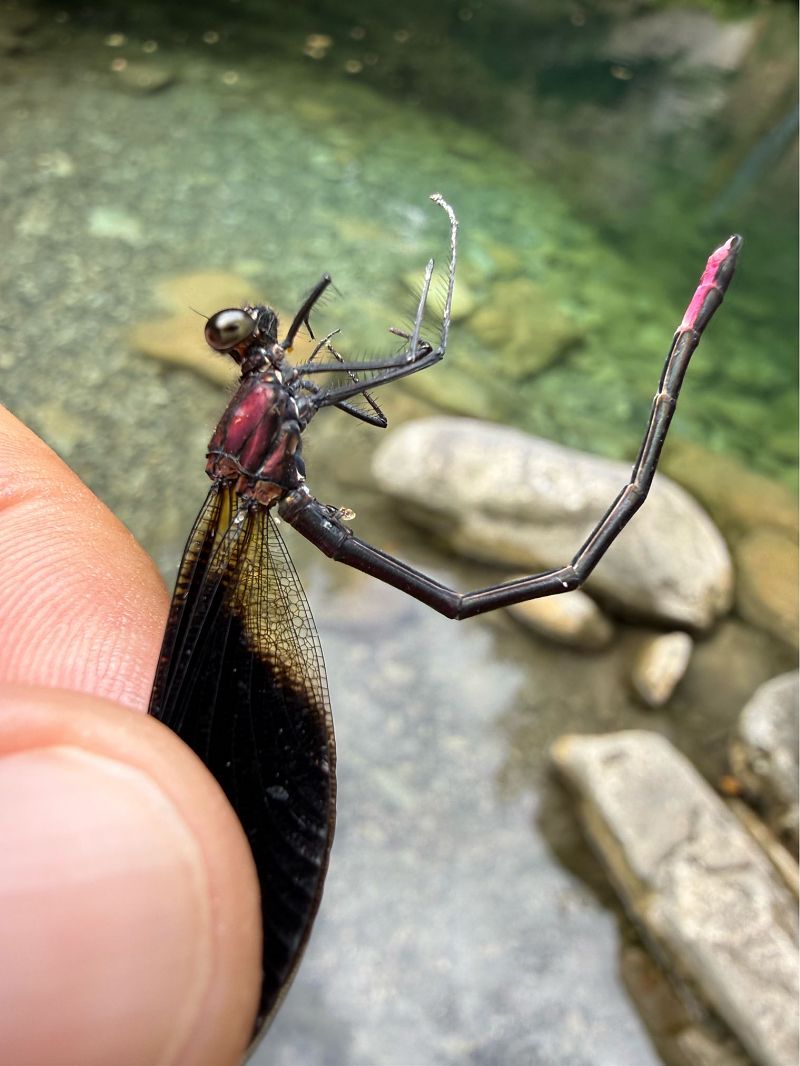 Calopteryx haemorrhoidalis  - Andrea Galimberti