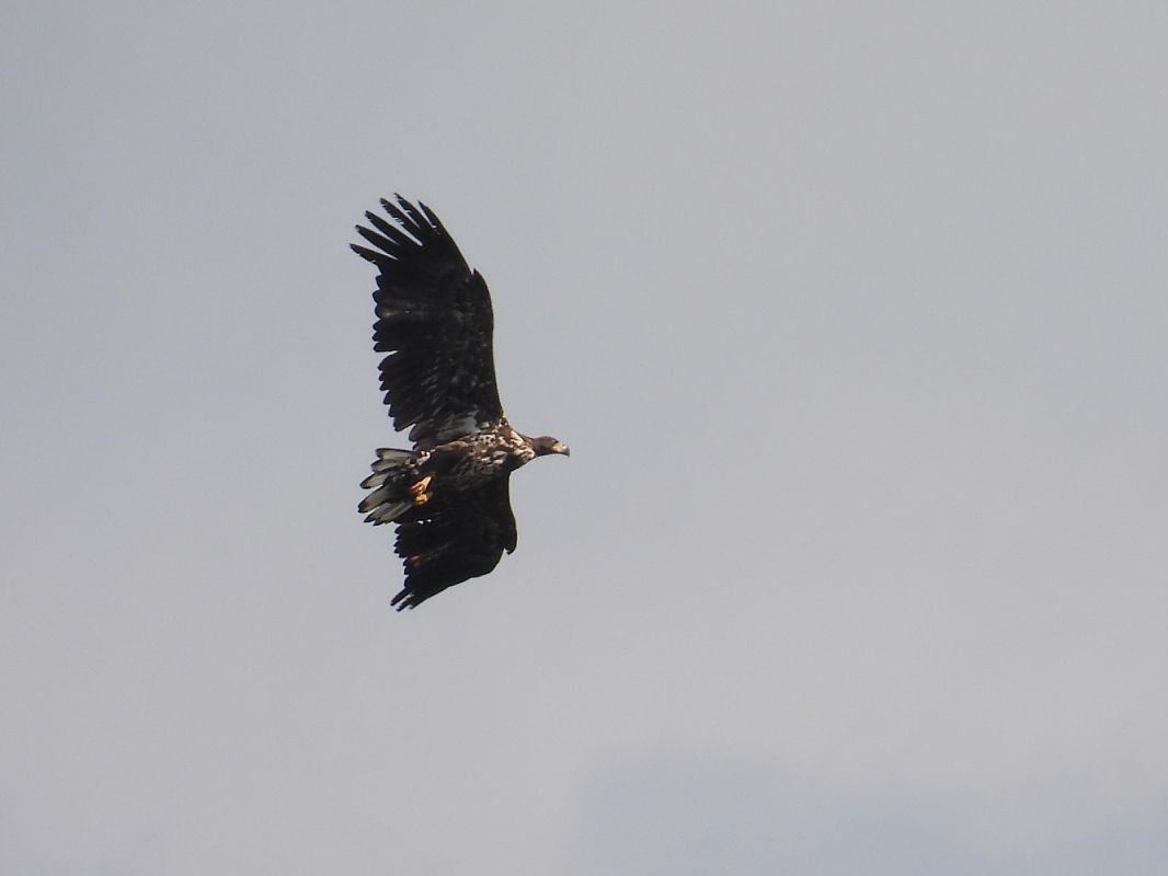Seeadler  - Kacper Mikulski