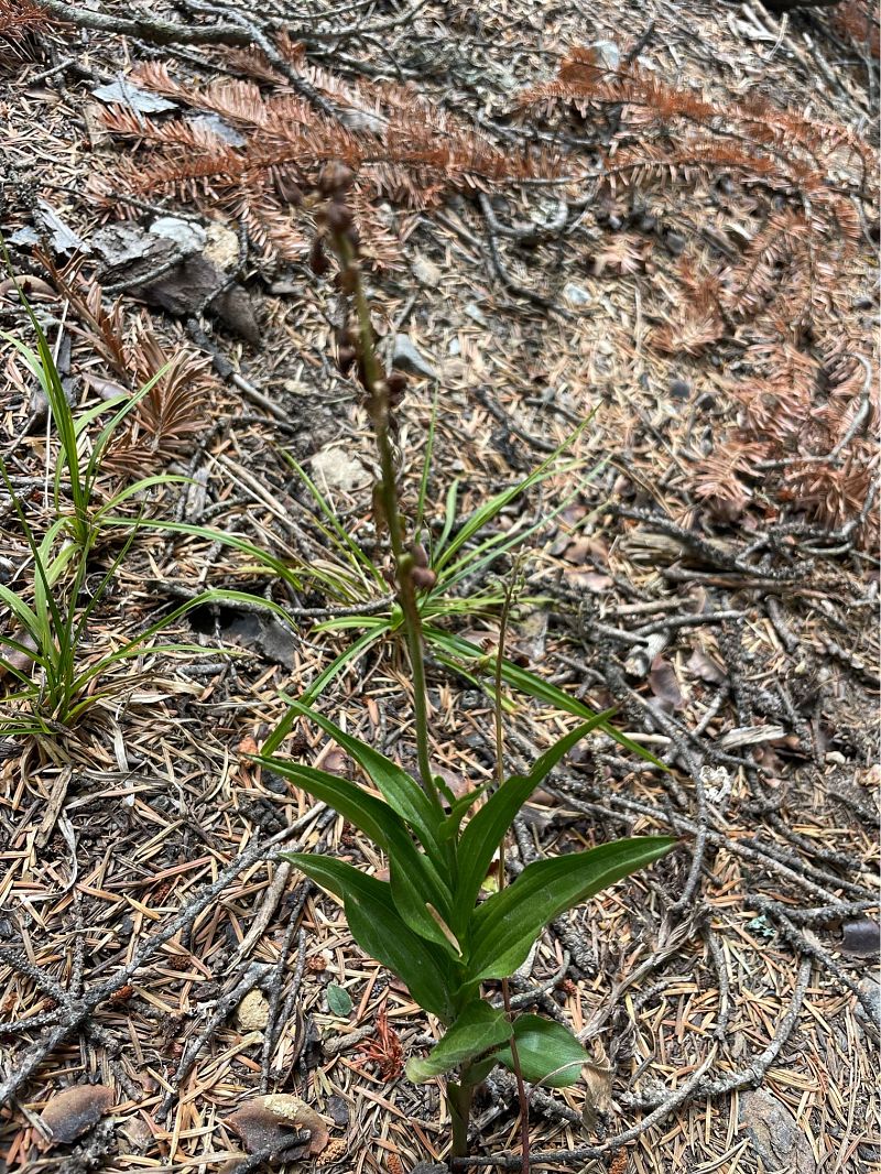 Epipactis atrorubens  - Arthur Léonard