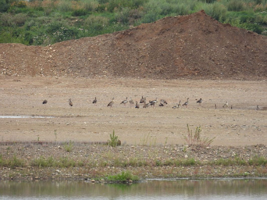 Nilgans 