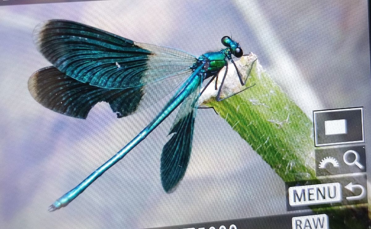 Calopteryx splendens  - Battisti Andrea