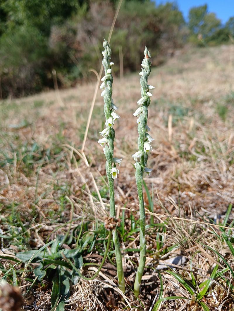 Spiranthes spiralis  - Alain Falvard