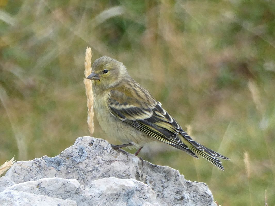 Venturon montagnard 