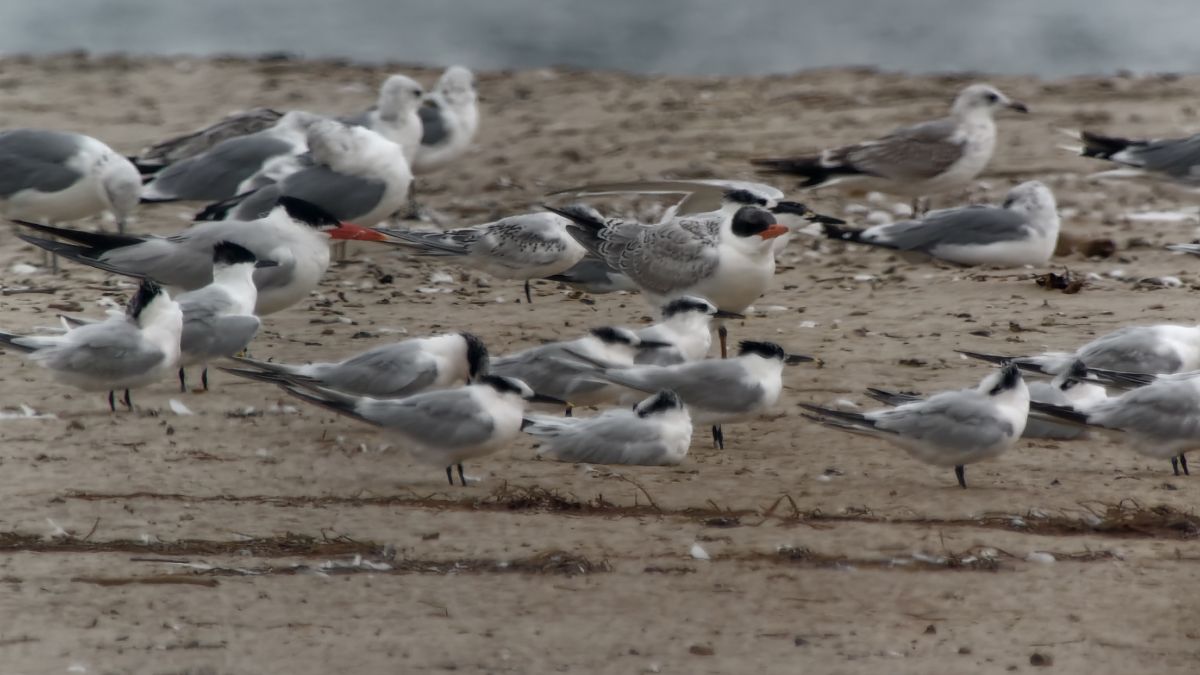 Caspian Tern  - Eliza Suchozebrska