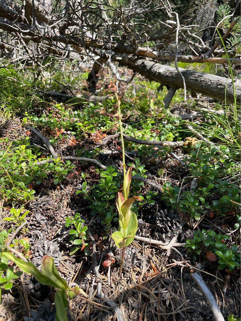 Epipactis atrorubens  - Arthur Léonard