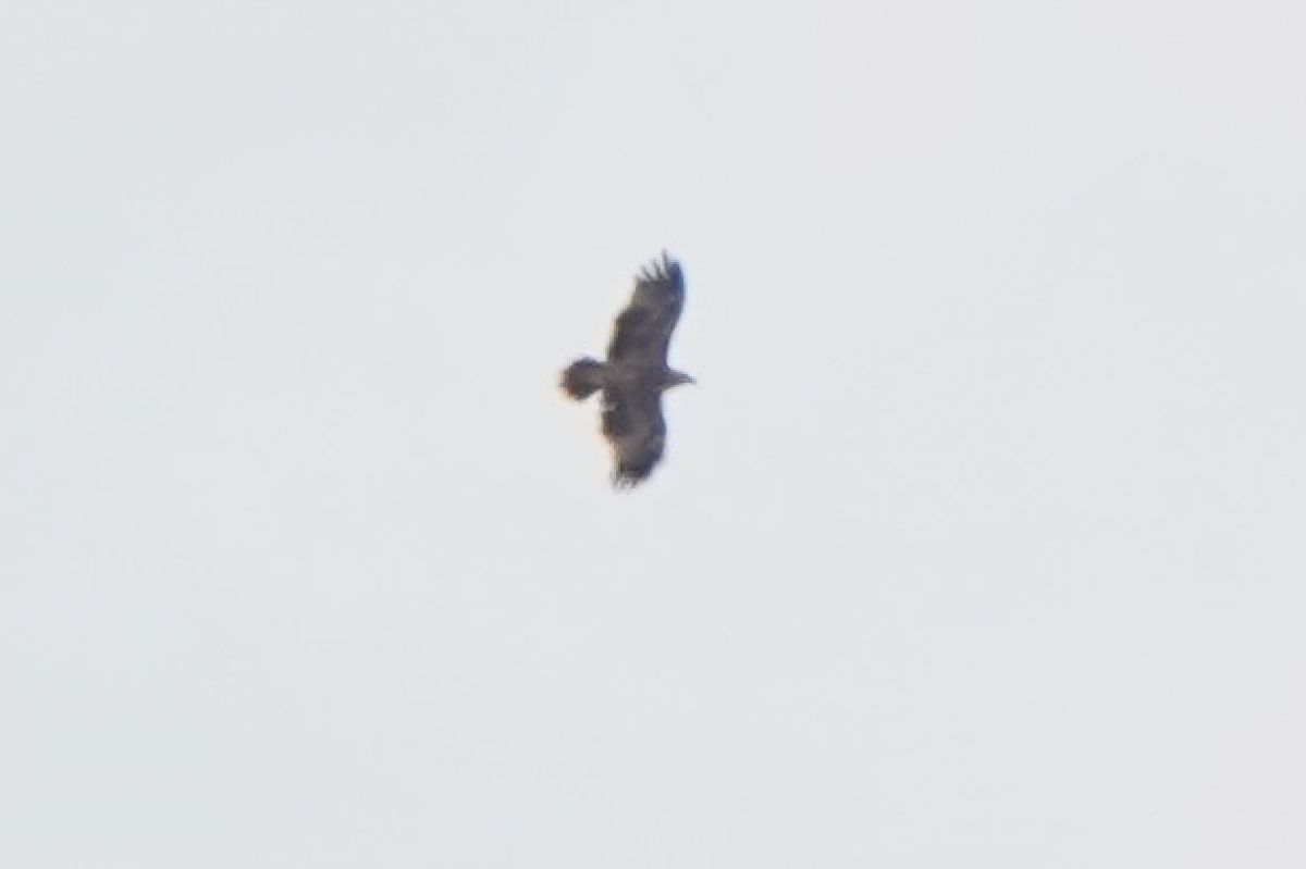 Kaiseradler 