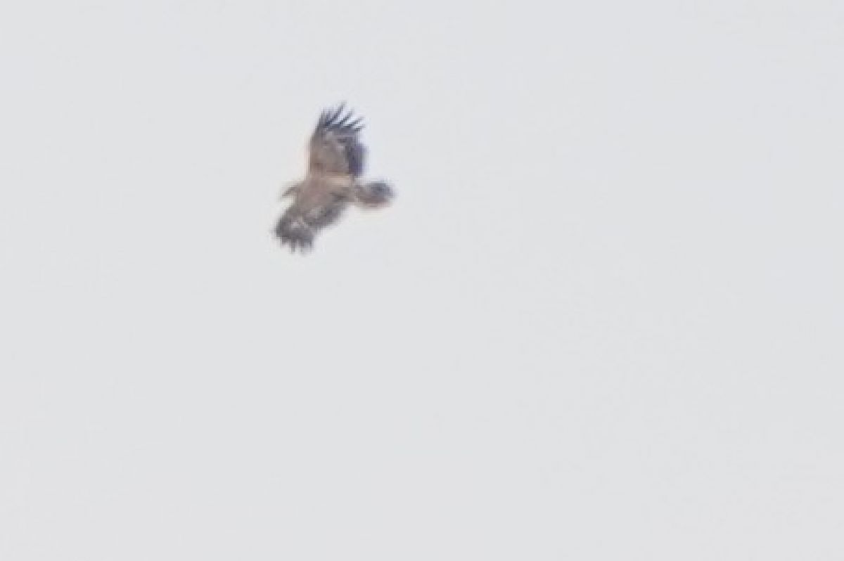 Kaiseradler 