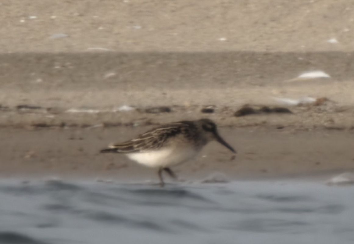 Broad-billed Sandpiper  - Eliza Suchozebrska