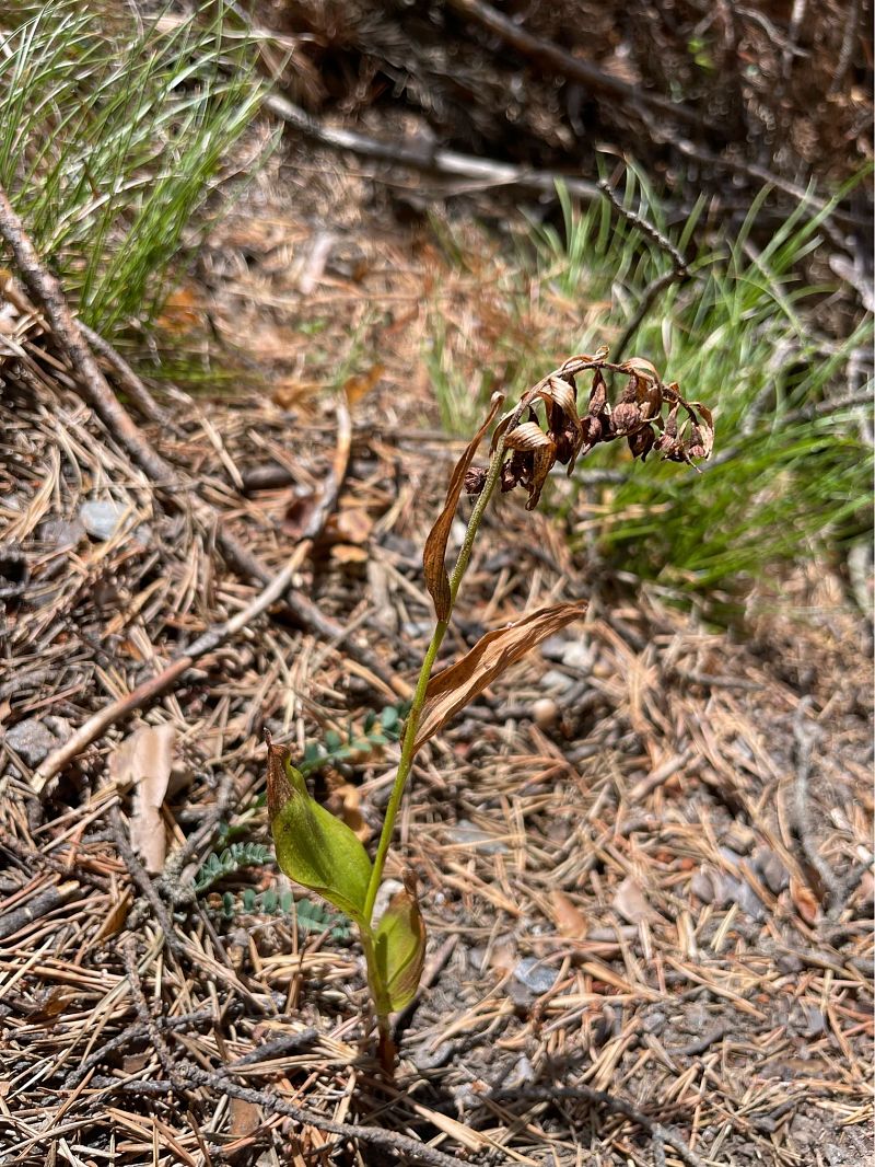 Coeloglossum viride  - Arthur Léonard