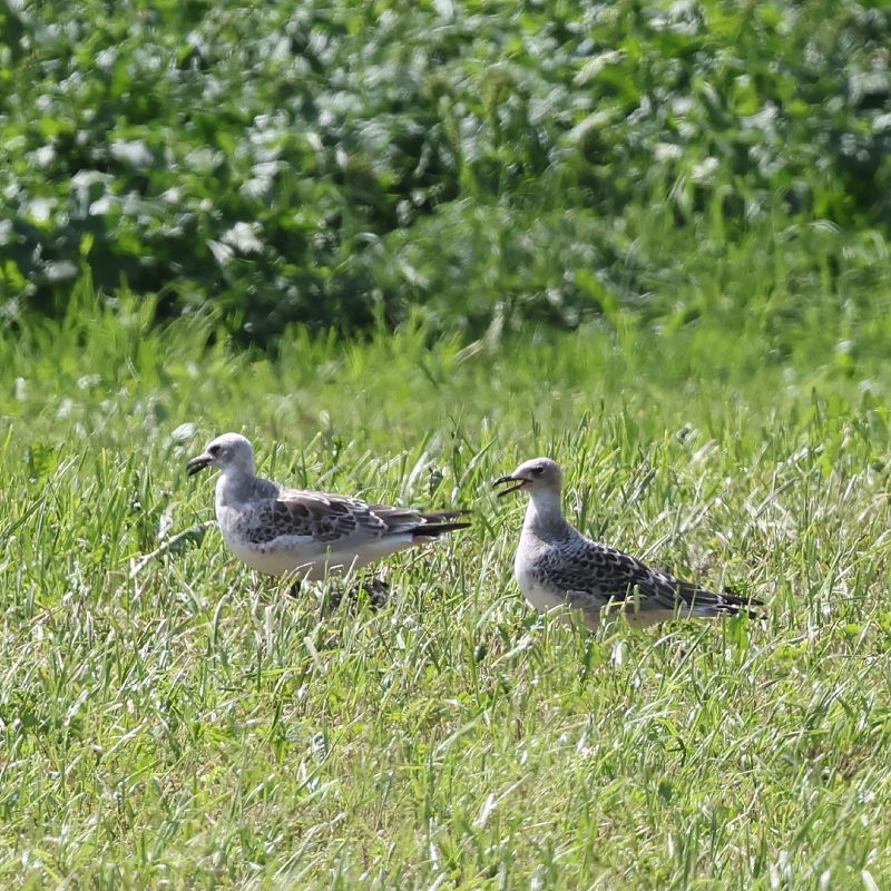 Mouette mélanocéphale  - Mario Baldauf
