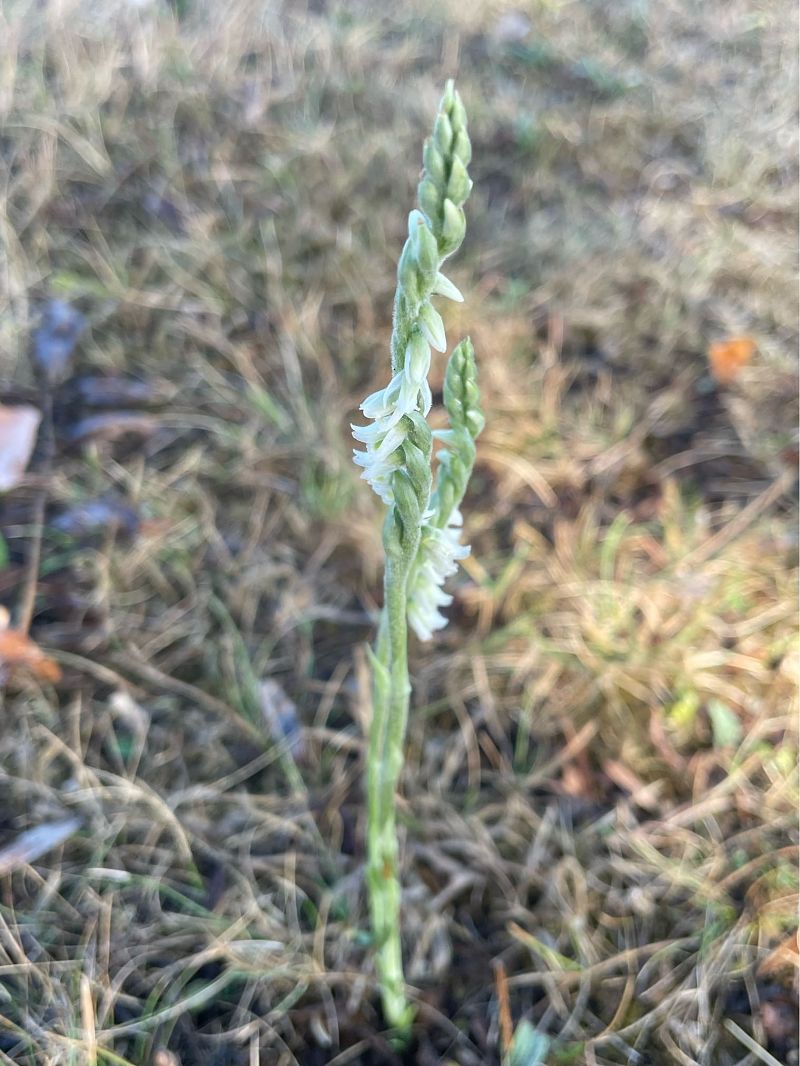 Spiranthes spiralis  - Erwan Leherisse