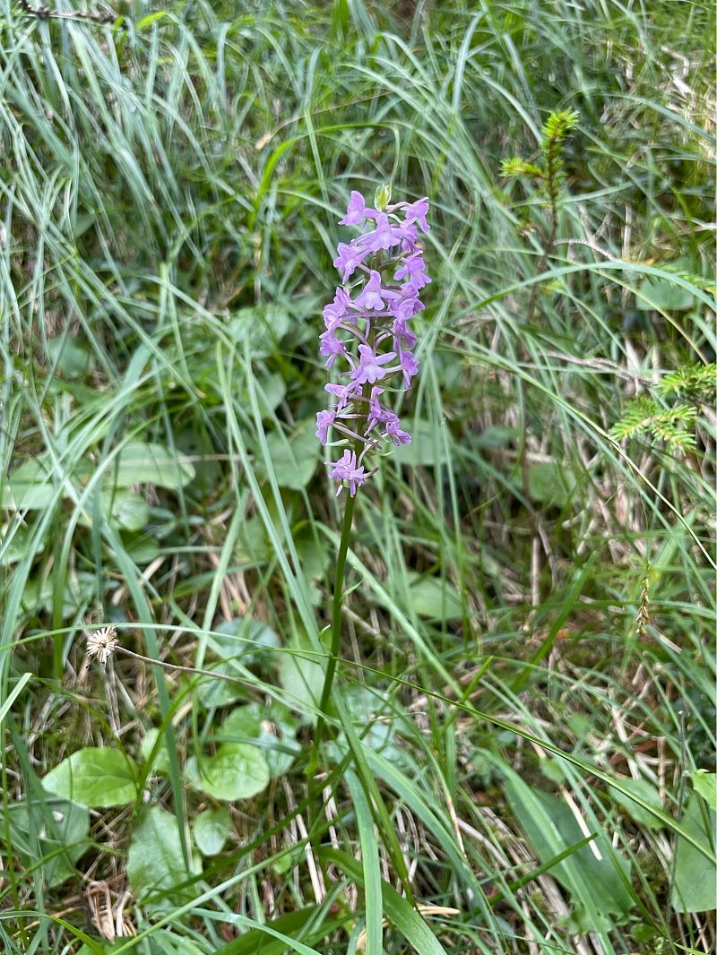 Gymnadenia conopsea  - Arthur Léonard