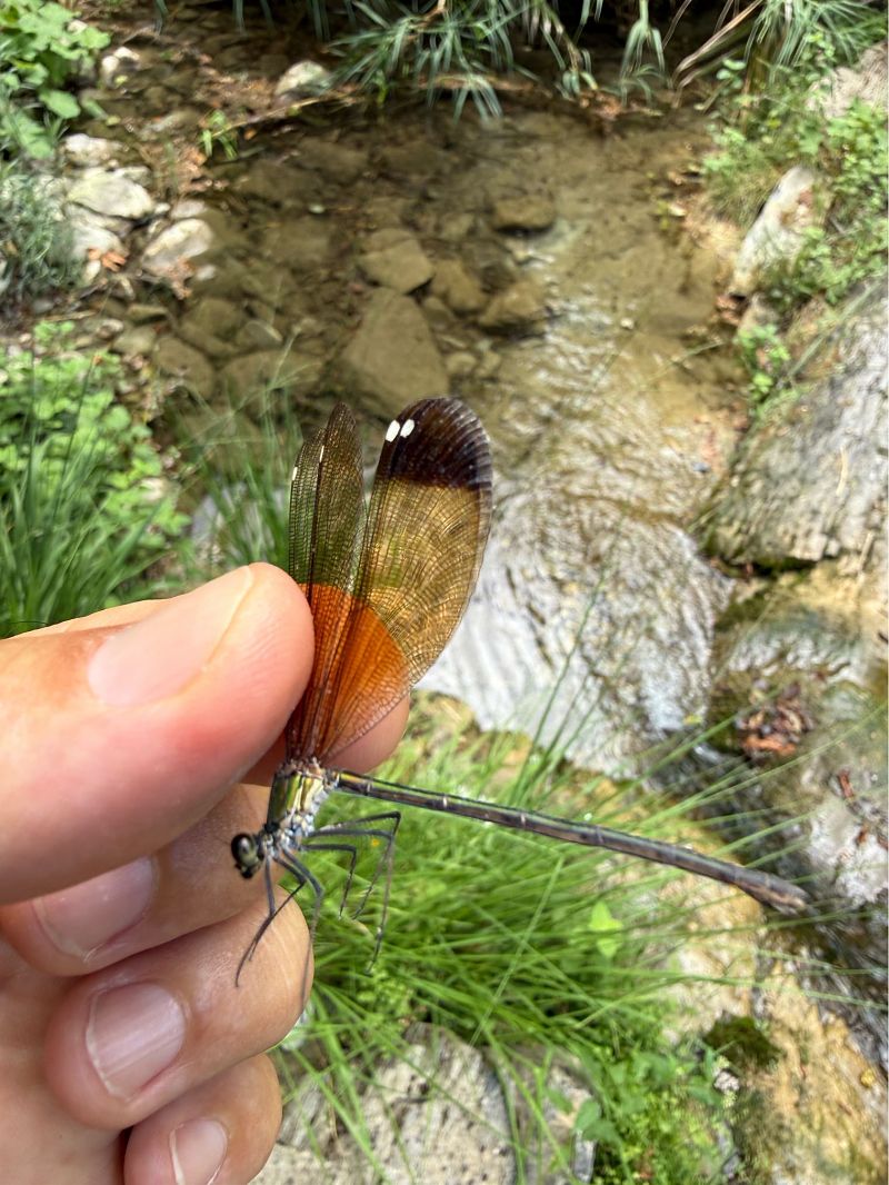 Calopteryx haemorrhoidalis  - Andrea Galimberti