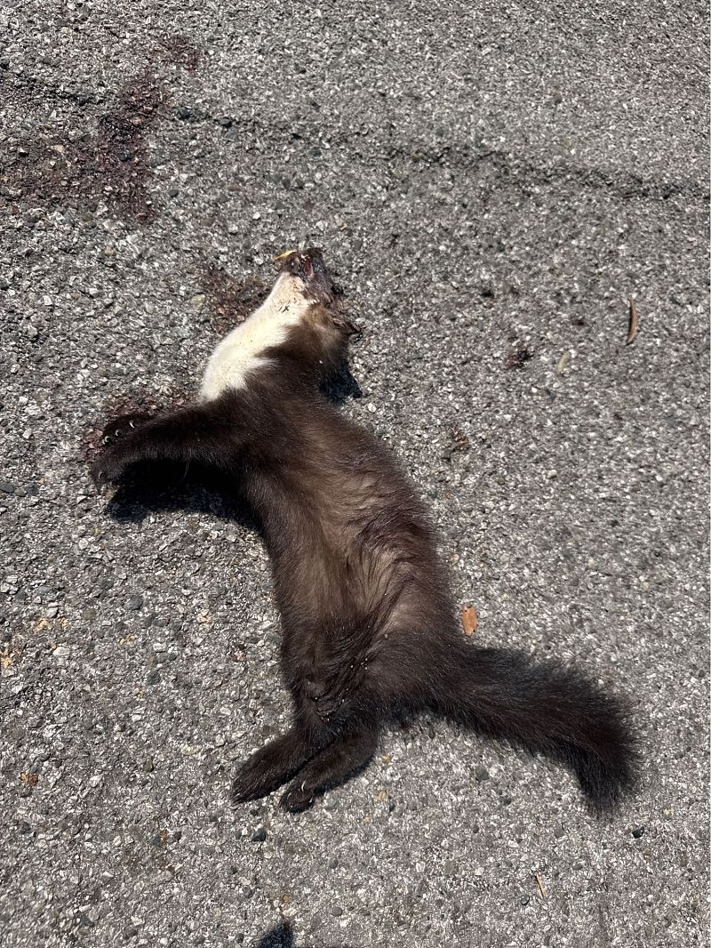 Stone Marten  - Iudici Arnaldo