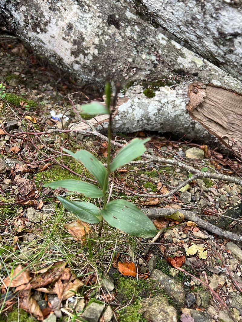 Epipactis helleborine  - Olivier Chevillon