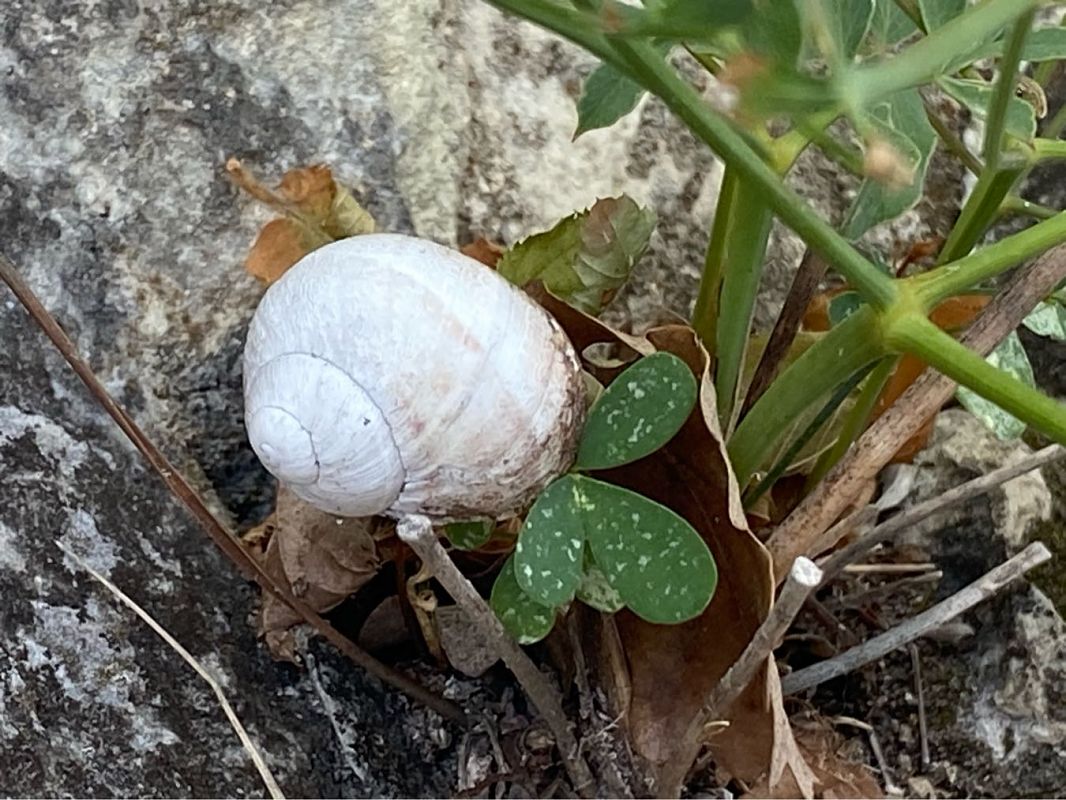 Cornu aspersum  - Maria Rita Gelso