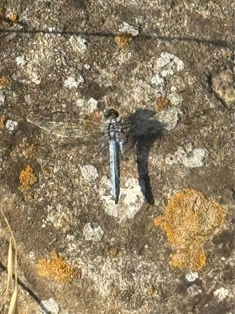 Orthetrum brunneum  - Andrea Galimberti
