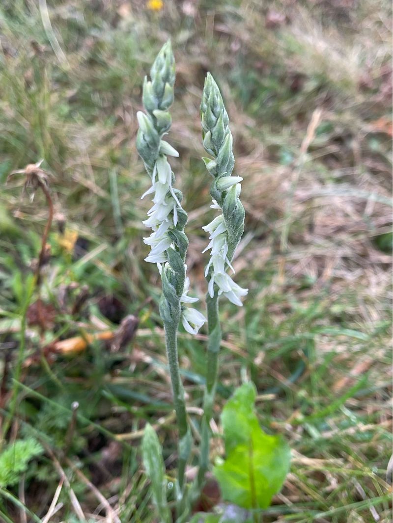 Spiranthes spiralis  - Erwan Leherisse