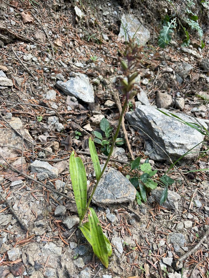 Dactylorhiza fuchsii  - Arthur Léonard
