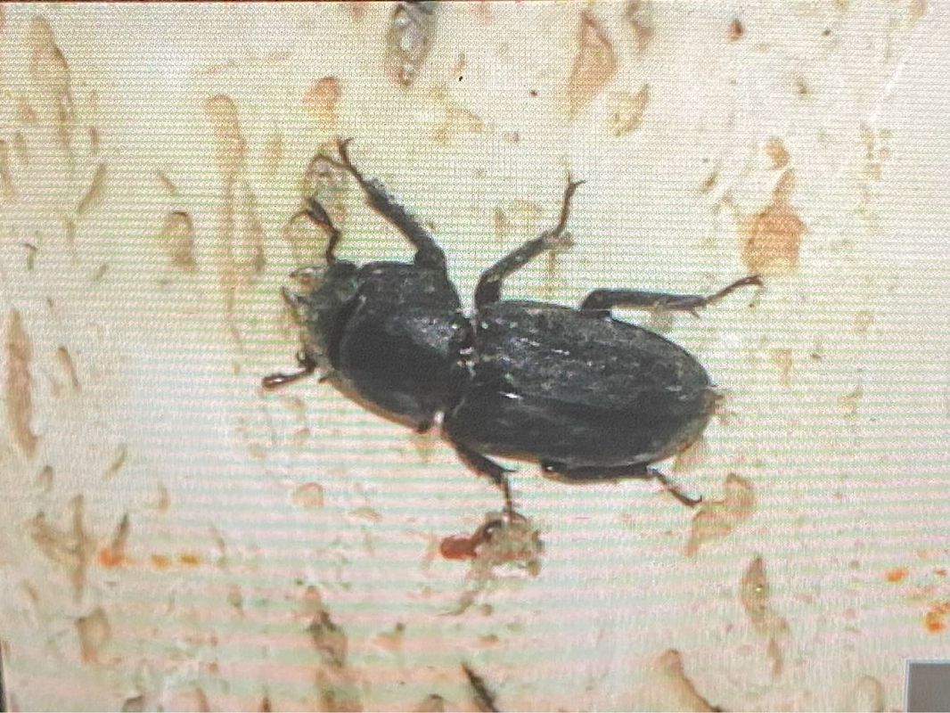 Dorcus parallelipipedus  - Maria Rita Gelso