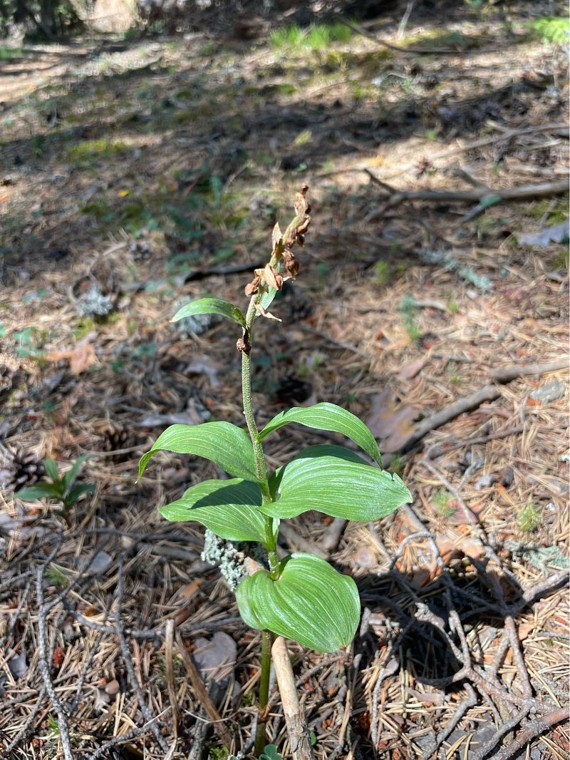 Epipactis helleborine  - Arthur Léonard