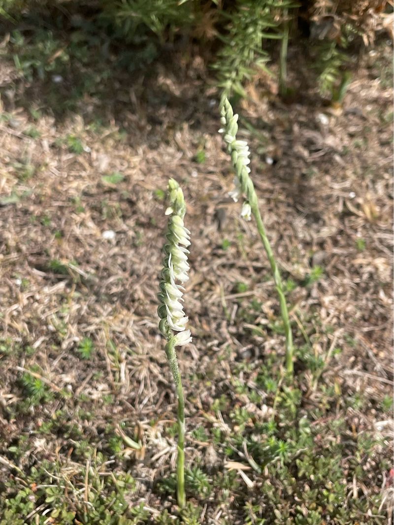 Spiranthes spiralis  - Erwan Leherisse