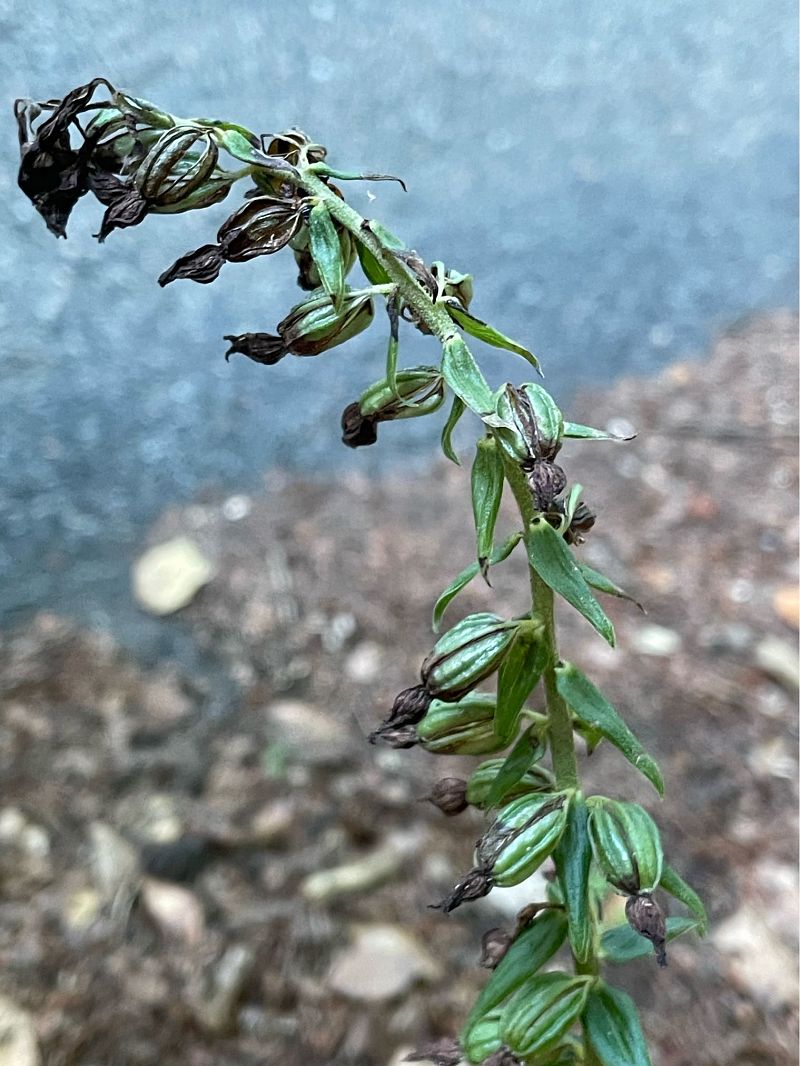 Epipactis helleborine  - Olivier Guillemet
