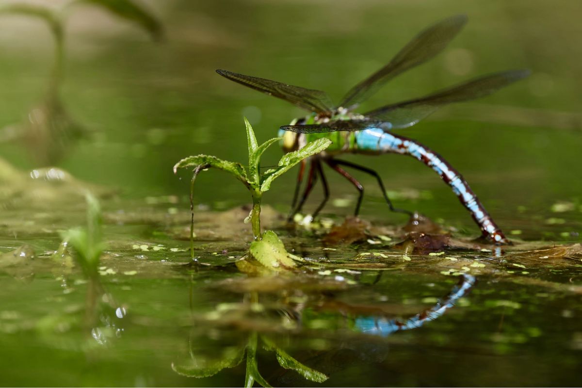 Anax imperator  - Andrea Galimberti