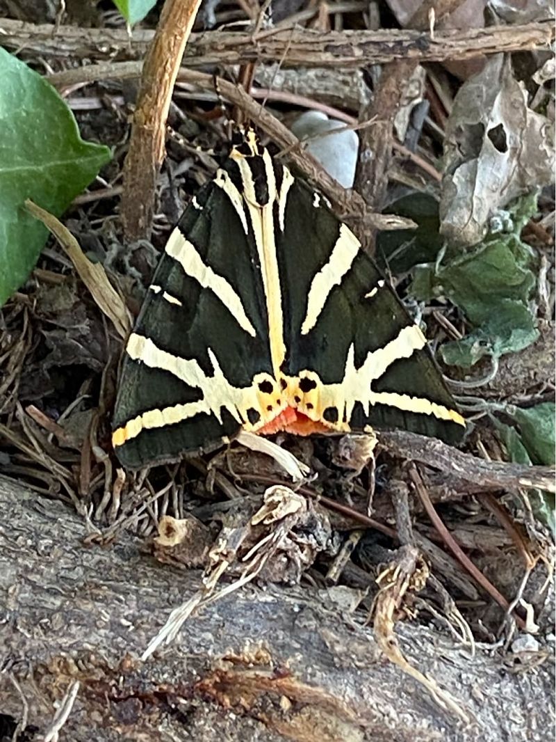Euplagia quadripunctaria  - Maria Rita Gelso