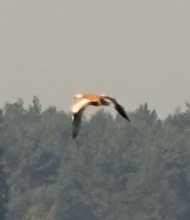 Ruddy Shelduck  - Damian Ostrowski