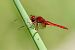 Crocothemis erythraea © Andrea Galimberti