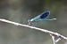 Calopteryx xanthostoma © Andrea Galimberti