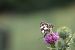 Melanargia galathea © Luca Mezzomo