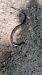 Orbettino (tutte le specie) (Anguis sp.) © Gentile Francesco Ficetola