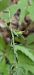 Epipactis sp. © Michel Robin