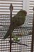 Red-crowned Parakeet (Cyanoramphus novaezelandiae) © Gastone Gaiba