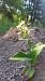 Epipactis helleborine (Épipactis à larges feuilles) © Michel Wendling