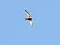 Pallid Swift  - Nicola Schöning