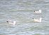 Zafferano (Larus fuscus) © Pietro Scarpa
