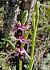 Ophrys aurelia (Ophrys aurélien) © Laurent Bignon