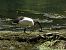 Ibis sacro 