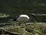 Ibis sacro 