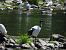 Ibis sacro 