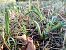 Spiranthes spiralis (Spiranthe d'automne) © Alain Falvard