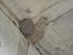 Enara ipurgorria (Cecropis rufula) © Aitzol Urruzola